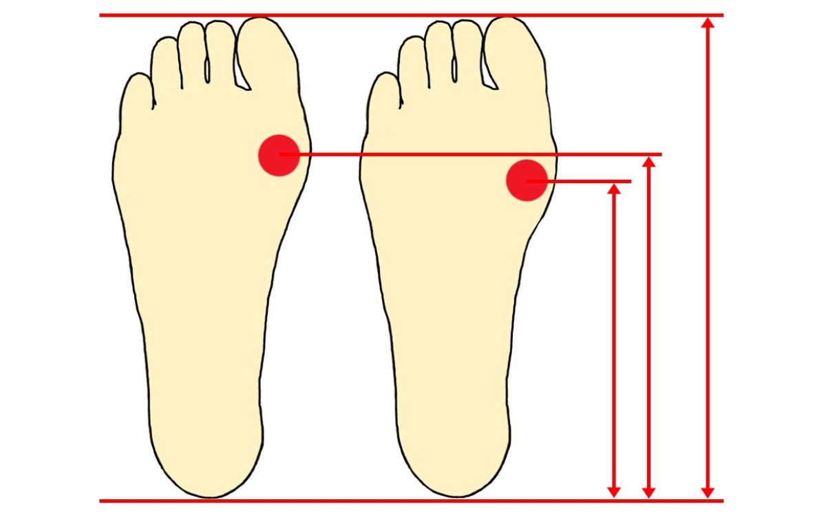 足裏アーチの長さは足の長さとリンクしていない。
